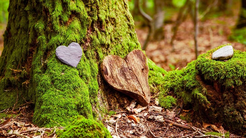 Un cœur est posé devant une souche d'arbre